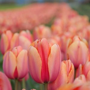 Meet your Posher, Daphne